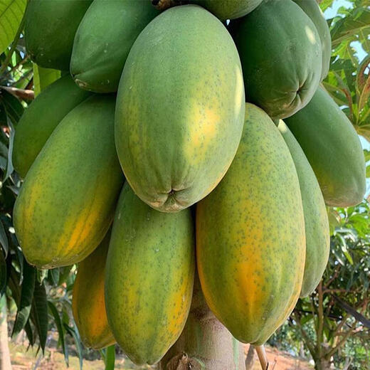 Papaya seeds Hainan red heart papaya rock sugar papaya papaya seeds balcony courtyard potted fruits and vegetables for four seasons sowing papaya seeds 10 capsules