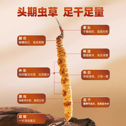 Juhetai First Cordyceps Geschenkbox 10 Röhren 2.5G Vatertagsgeschenk Geschenk Eltern und Älteste Gesundheit nahrhafte Ernährungsprodukte