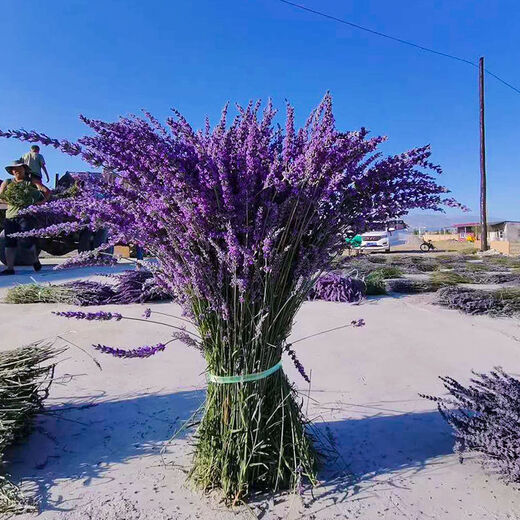 AIMAN dried lavender bouquet living room home decoration natural dried bouquet real flower aromatherapy internet celebrity flower arrangement ins gift 100g space blue dark blue new summer flowers all in English newspaper packaging