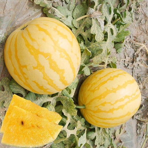 Dayu Yellow Heart Watermelon Seeds, Early Maturity, Yellow Skin, Red Flesh, Yellow Flesh, Special Xiaofeng Watermelon Seeds, Southern Fruit, Ansheng Huangmeiren Watermelon Seeds, 20 capsules