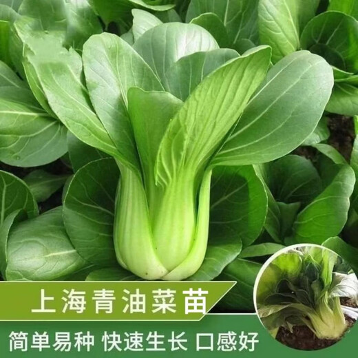 Qiuying short-legged Suzhou green vegetable seedlings all seasons Shanghai green rice seedlings Wuta small green vegetable seedlings balcony field vegetables Shanghai green 1 pack