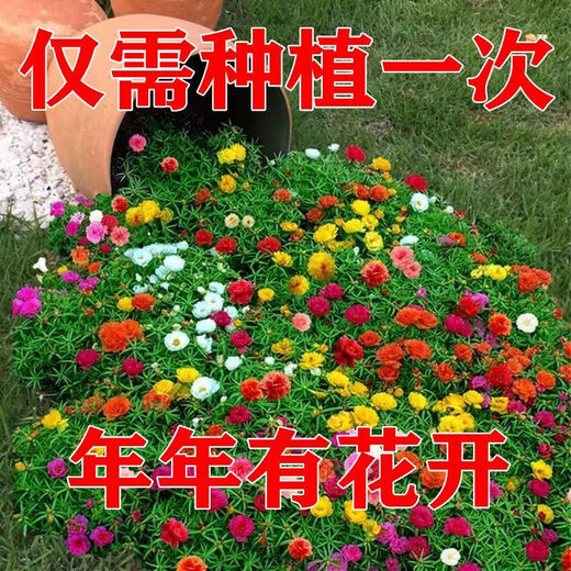 Double sunflower seeds bloom in all seasons, balcony outdoor courtyard green plant seeds are drought-tolerant and the garden blooms continuously. Multi-color mixed pack. Highly recommended best-selling model. Double sunflower seeds l pack/2OOOO capsules.