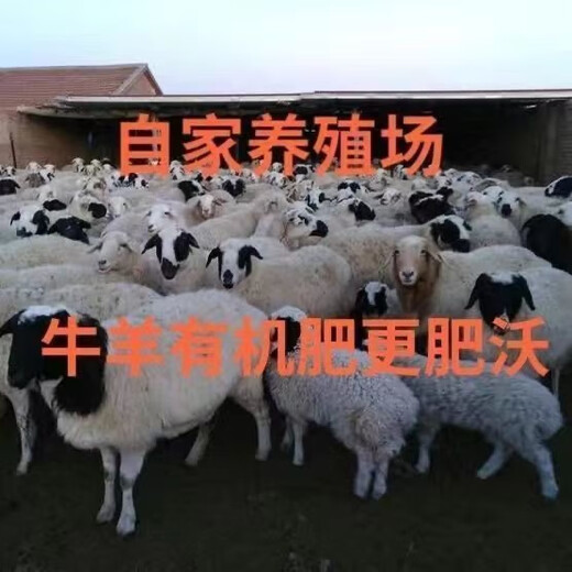 40Jin Jin is equal to 0.5kg. Pure sheep manure organic fertilizer for growing vegetables and flowers. Universal fermented chicken manure orchard nutrient soil. 29.9Jin Jin is equal to 0.5kg. No root burning, no insects and no smell. Inner Mongolia fermented pure sheep manure. 99 items left in the event.