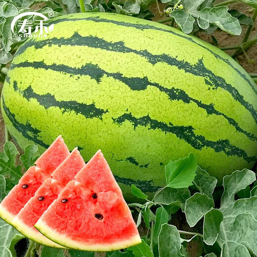 Shouhe Lazy Man Watermelon Seed Lazy Man King Melon Extra Large Spring No Pruning Lazy Man Fruit Seedling Southern Sweet Lazy Man Watermelon Seed 50 capsules + 1 pack of fertilizer 50g