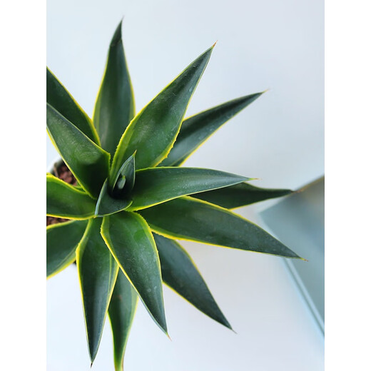 Große Sukkulenten-Blütensetzlinge im Agaventopf für den Innenbereich sind leicht zu pflegen. Agavensukkulente Azure Lotus mit Topf