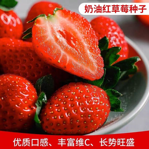 Four Seasons Cream Strawberry Seeds Spring and Autumn Home Balcony Potted Plants for Beginners Easy to Grow Fruit Red Strawberry Seeds Cream Red Strawberry Seeds/pack of about 100 seeds 1 pack of about 100 seeds