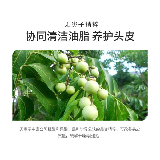 滋源无患子洗发水控油去屑茶籽无硅油男女士生姜防脱洗头膏535ml 无患子控油清爽洗发水 535ml*1瓶