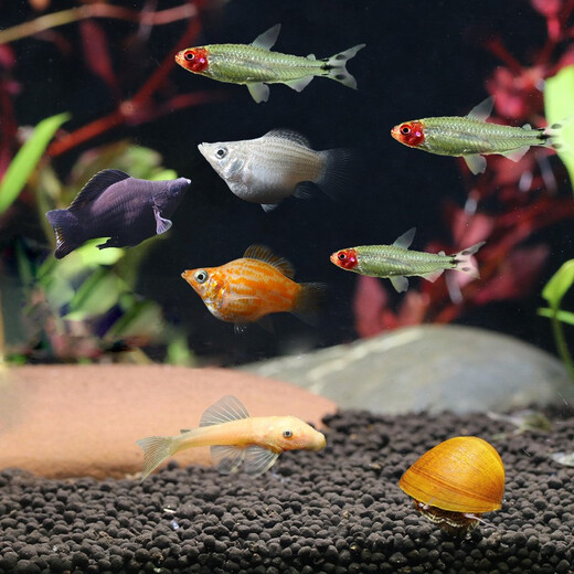 Qingqing Natural Ornamental Fish Tropical Fish Red Nose Scissors Mary Ball Golden Beard Golden Conch 30 Fish Tank Ecological Package C