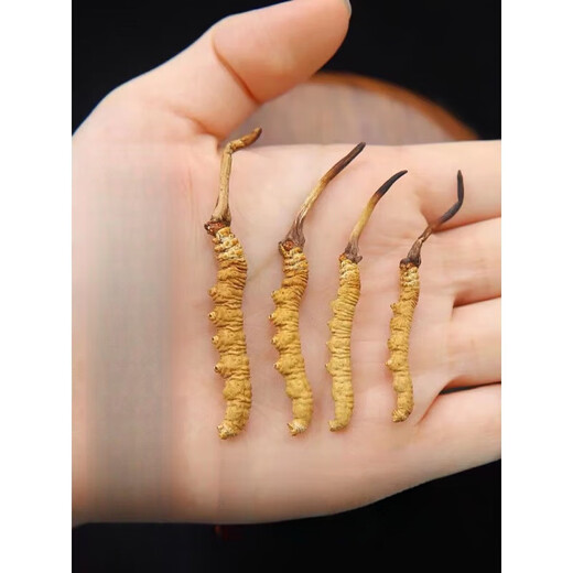 
Yifanmai [Spring Festival Gift Box] Cordyceps sinensis Authentic new product Cordyceps sinensis fresh dried cordyceps sinensis Chinese herbal medicines one (experience package) 5 pieces starting from