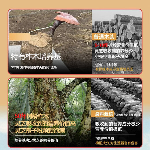 
Zhensentang 2024 Toudao Changbaishan Organic Break-Blocked Red Ganoderma Lucidum Spore Powder Genuine Imitation Wild Robe Ganoderma Lucidum Spore Oil One bottle 250g (rich in spore oil, this year's Toudao spore)