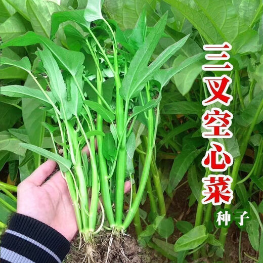 [Vier -Jahres -Gemüsesamen] Spinat Pfauen Vergewaltigung Gemüse Herz kleiner Zwiebel Salat Schnittlauch chinesische Kohl Shanghai Grüne Fenchel Neu gepflanztes Tricho -Gemüse leicht zu überleben ca. 1050 Pillen 3 Packs