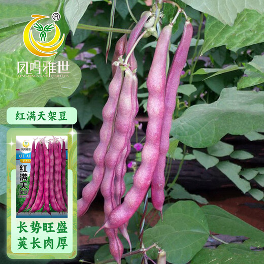 Fengming Yashi green bean seeds spring and autumn purple beans farm field planting red beans seeds 200g