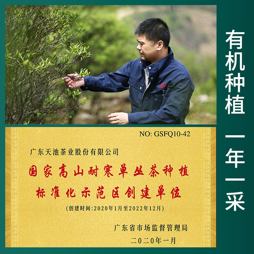 天池凤凰单枞茶 高山单丛藏山系列品鉴装 潮州凤凰单丛 高端单枞14克 古树宋种 14g*1盒