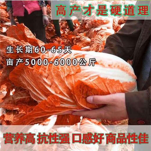 Fire Phoenix Chinese Cabbage Seeds Red Cabbage Seeds are disease-resistant, high-yielding and high in calcium. Orange and Red Cabbage are easy to grow in farmers’ fields. Matched Version. Fire Phoenix Cabbage Seeds. Premium - New Seeds. 5 packs, about 599 capsules.