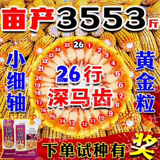 Zhuanghan Academy of Agricultural Sciences National Approval of Corn Seeds Zhengdan 958 High Yield Short Stem Lodging and Drought Resistance Big Stick New Variety Baogu Live Stalk Mature 3Jin Jin equals 0.5kg South and North Tong has a high germination rate