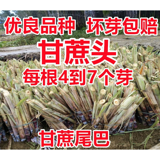 Jingyu Sugarcane Head Sugarcane Seedlings 10 Roots 4 to 7 Buds Each Root Authentic Guangxi Black Sugarcane Red Sugarcane Purple Sugarcane Tips Golden Sugarcane Seed (Yellow Sugarcane) 50 Roots