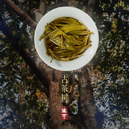 Longhun Longhun Pu'er Tea Cake Yunnan Qicun Bazhai Ancient Tree Honey Fragrance High Stem Old Tea Raw Pu Touchun 200g*5 cakes 200g*5 cakes 5 cakes