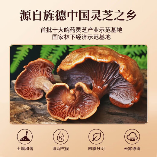 李良济【官方直售】破壁灵芝孢子粉/软胶囊 蓝帽认证营养品送礼有机种植 2盒装（1g*60袋/盒）
