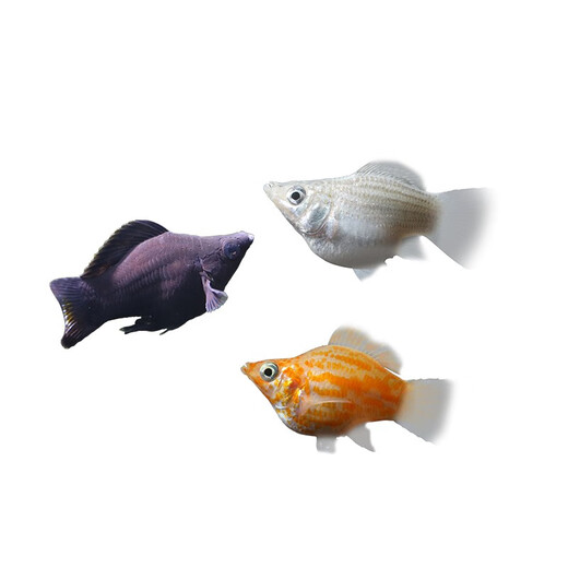 Green and natural Ornamental Fish Tropical Fish Red Nose Scissors Mary Ball Golden Bearded Vajra Snail 30 Fish Tank Ecological Package C