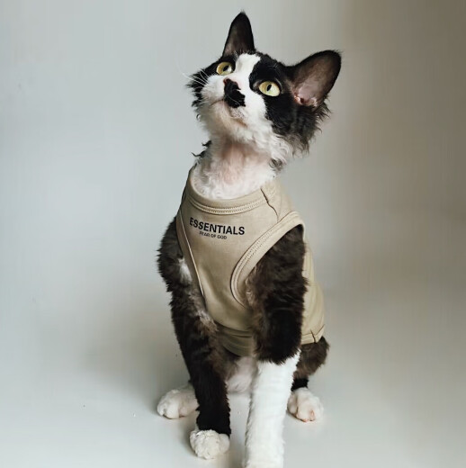 Miaopule Hairless Cat Vest Summer German Hairless Sphynx Cat Clothes Summer Pure Cotton Trendy Brand American Pet Vest Dark Gray M (4 to 6 Jin [Jin equals 0.5 kg]) For other varieties, please ask customer service