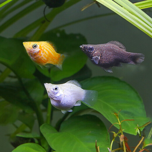 Green and natural Ornamental Fish Tropical Fish Red Nose Scissors Mary Ball Golden Bearded Vajra Snail 30 Fish Tank Ecological Package C