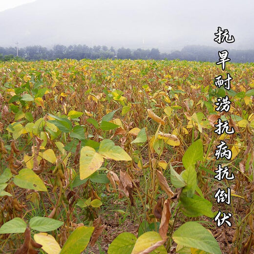 Zhonghuang 37/39/301 soybean soybean seeds, large seeds, high yield, disease resistance and lodging resistance, national approval base field Zhonghuang 301 soybean seeds 1 Jin Jin equal to 0.5 kg