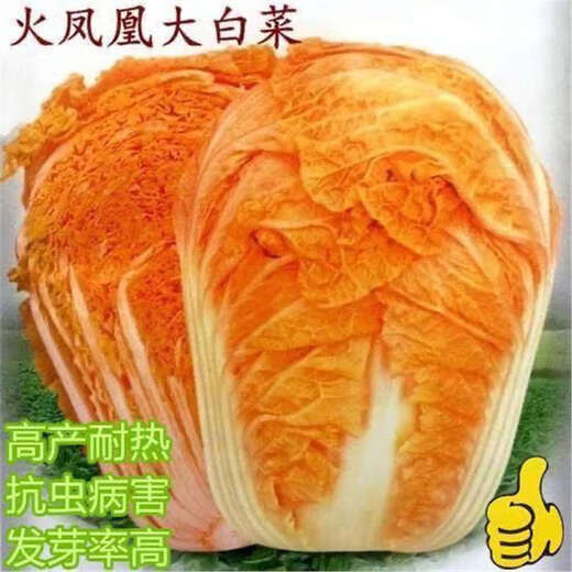 Fire Phoenix Chinese Cabbage Seeds Red Cabbage Seeds are disease-resistant, high-yielding and high in calcium. Orange and Red Cabbage are easy to grow in farmers’ fields. Matched Version. Fire Phoenix Cabbage Seeds. Premium - New Seeds. 5 packs, about 599 capsules.