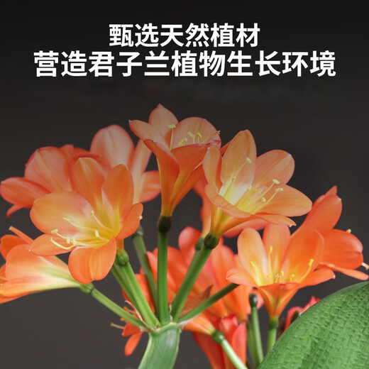 Shangyang Clivia special nutrient soil 8L (five-in-one) gardening potted flower growing organic peat soil matrix flower soil