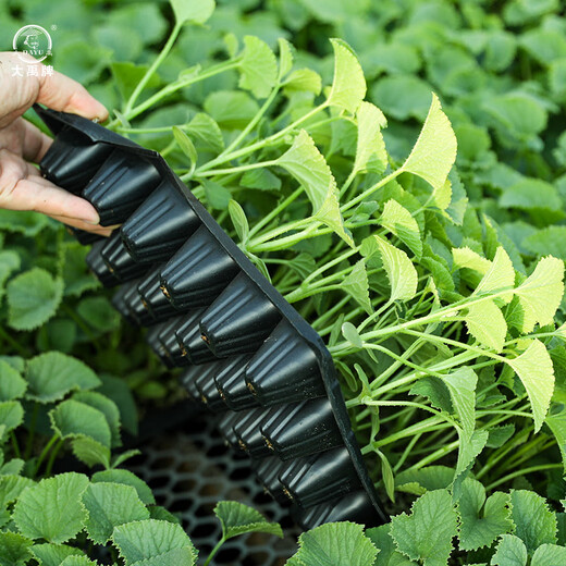 Dayu Boyang No. 9 melon seed seedlings collection, honeydew melon, eight-mile crispy melon seed old variety, Boyang No. 9 melon seedlings, 10 seedlings