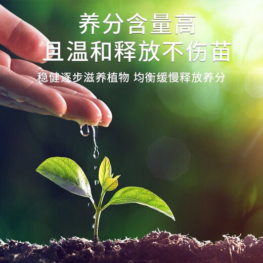 Special fertilizer for Podocarpus, organic fertilizer, compound fertilizer, base fertilizer, top-dressing fertilizer, water-soluble chlorophyll on the leaves for strong growth