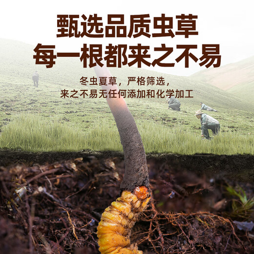 Juhe Taitou Cordyceps Regalos Regalos de regalos de regalos Año Nuevo para vacaciones Ancianos y ancianos Tonic Suplementos nutricionales [4 palos/g 40 palos-10 gramos] Recomendación de regalos