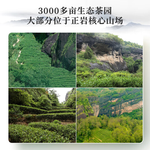 曦瓜乌龙茶甄选武夷岩茶肉桂特级153g 中火礼盒装 