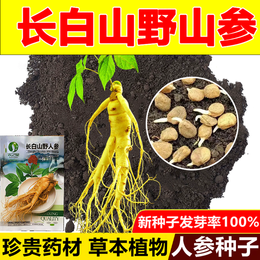 Changbai Mountain ginseng seeds, wild ginseng seeds, easy to grow Chinese medicinal materials in all seasons, easy to live indoor flower pots, ginseng seeds, shipped without buds, selected 1 small bag, about 20 capsules
