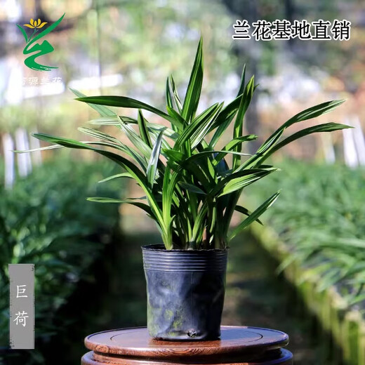 Wengyuan Orchid Authentic Spring Orchid Giant Lotus Old Species Winter Flowering Period Strong Fragrance Easy to Grow Indoor Desktop Flower Pots Giant Lotus 5 Seedlings Large Strong Seedlings Simple Pot Hair
