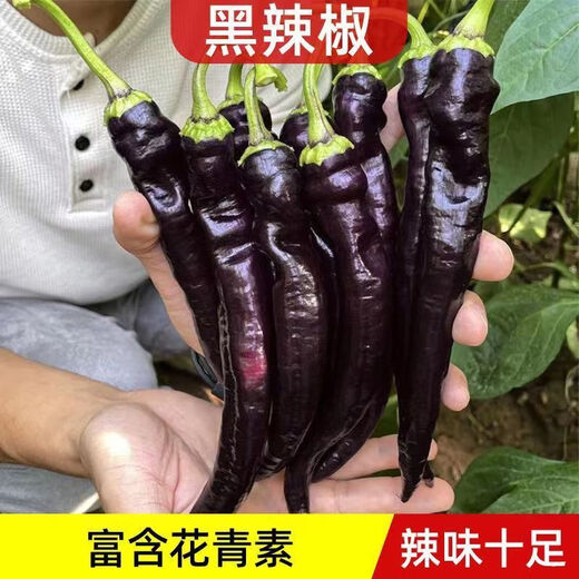 Wangyuanxing black pepper seeds beauty pepper purple skin pepper seeds purple screw pepper four seasons spring and autumn Hangzhou pepper extra spicy king black pepper seeds 1 pack about 300 +