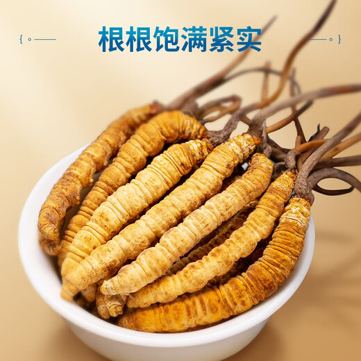 Juhetai First Cordyceps Geschenkbox 10 Röhren 2.5G Vatertagsgeschenk Geschenk Eltern und Älteste Gesundheit nahrhafte Ernährungsprodukte