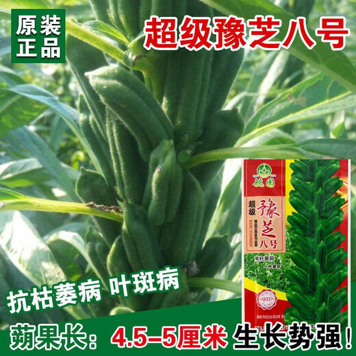 New Aerospace Overlord Whip Sesame Seed High Oil High Yield White Sesame Seed Hybrid Field Short Stem High Oil Containing Sesame Seed Sesame King 150g Can/High Yield White Sesame Seed