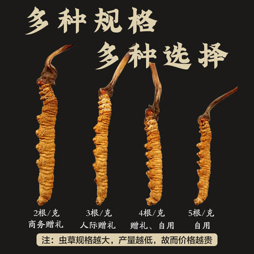 雄风道冬虫夏草 藏区雪域虫草2根一克干货冬虫草送礼佳品 50根 礼盒装