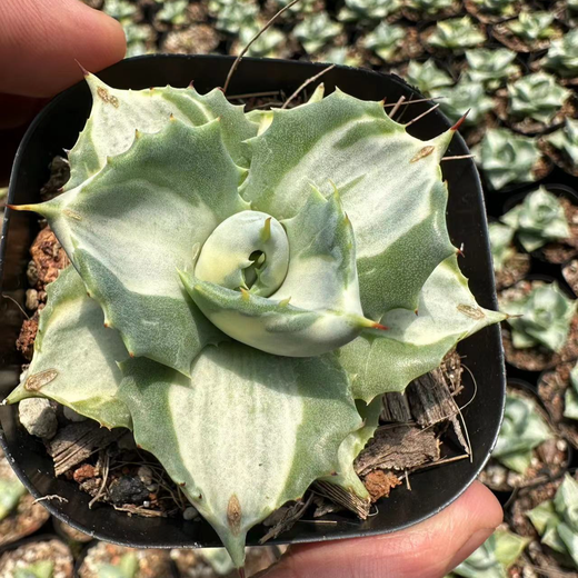 迎虞花苑  王妃雷神白中斑 龙舌兰科多肉植物小盆栽 变异花卉植物好养大 白中斑4-6厘米【3颗
