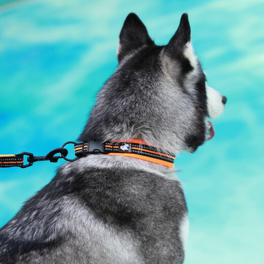 TRUELOVE Dog Collar Dog Collar Puppy Reflective Collar Large Dog Collar Anti-Strangle Comfort Medium Teddy Pet Supplies Orange 2XS