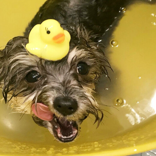 HICLAW Dog Bath Basin, Pet Bichon Bathtub, Anti-run Bathtub, Special Basin for Dogs and Cats, Medicinal Bath Bucket, Foldable Water Toy, Little Yellow Duck, Single