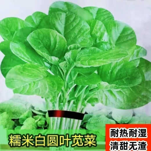 
Large round leaf glutinous rice amaranth seeds green leaf amaranth four seasons farm vegetable seeds green rapeseed amaranth special tender amaranth [fresh and delicious] seeds essence three bags [cut and long] about 15,567 pills
