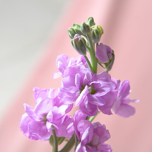 Monet's Garden Violet Random Color 50cm 5 Branches