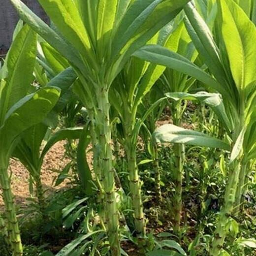 Guangdong Gaozhou sweet wheat seedlings and bitter wheat seedlings take the lead in harvesting with mud and can be harvested all year round. The balcony green plants have a sweet and soft taste. 20 trees
