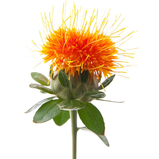 Meat manager Chinese herbal medicine safflower seeds saffron seeds Xinjiang grass safflower seeds pure new field planting seeds safflower seeds one Jin Jin is equal to 0.5 kilograms