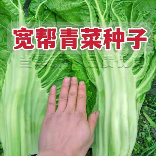 Sichuan Kuanbang green vegetable seeds, pickled pickles, sauerkraut, pickles, medium-ripe large-leaf autumn vegetable seeds, hot product impulse, Kuanbang green vegetable seeds, new this year, RNG9 original factory, 5 packs, about 5,000 grains