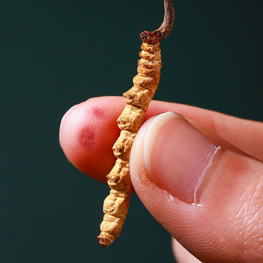 半山农 冬虫夏草3-4条/克 1克 送父母长辈老人虫草滋补营养品滋补营养品