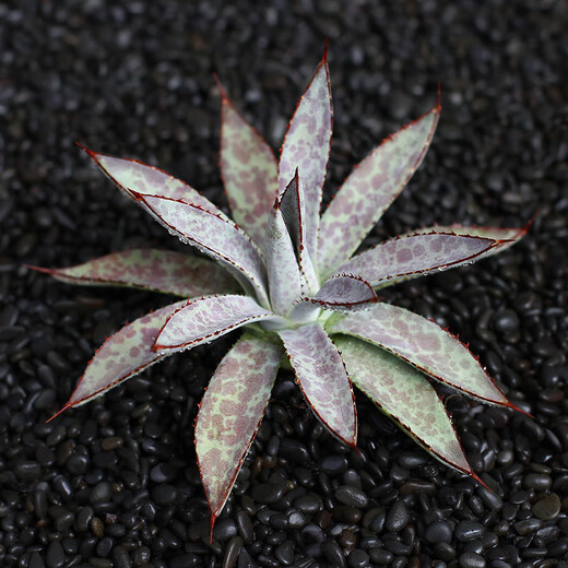 
ZKHE agave potted plant Blue Whale Nin Crown Auspicious Crown Takith Thunder Succulent Succulent Plant Combination Pot Plant Princess Thunder White Middle Spot Single Head 4-5cm Naked Root Without Soil