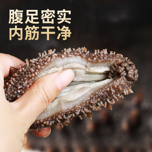 Dongshang Yupin Sea Cucumber Ready-to-Eat Dalian Fresh Wild Liao Sea Cucumber Solid 75% Seafood Gift Box Single New Year Goods 500g 16-19 Pieces/Jin Jin is equal to 0.5 kg