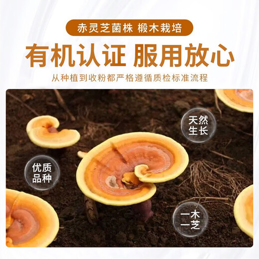 佳尔科菌宝牌灵芝孢子粉胶囊调节免疫中老年男女滋补营养品500粒/瓶 500粒/瓶*6瓶（密封性强）